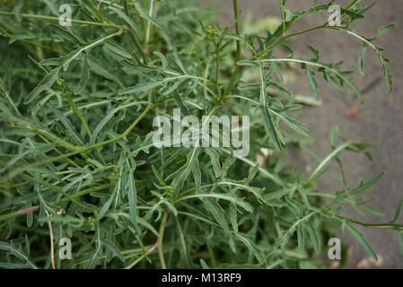 Diplotaxis tenuifolia Stockfoto