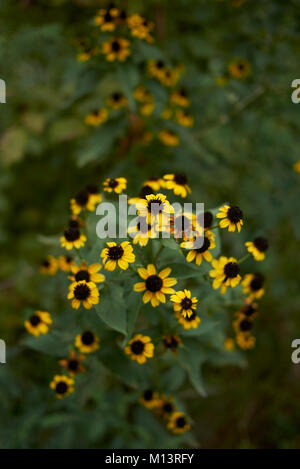 Rudbeckia triloba Stockfoto