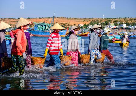 Vietnam, Binh Thuan Provinz, Mui Ne, entladen Sardellen Korb am Strand Stockfoto