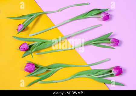 Rosa Tulpen in einer Reihe auf einem gelb und rosa Hintergrund angeordnet. Grußkarten zum Valentinstag Stockfoto