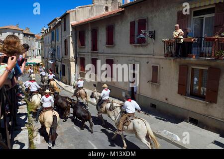 Frankreich, Bouches-du-Rhone, Arles, der cocarde d'Or, Ankunft in der Arena der Stiere, die von den Wiesen begleitet auf dem Pferderücken durch die Wächter der manade Jacques Mailhan, Abrivado geht der Kurs camarguaise Stockfoto