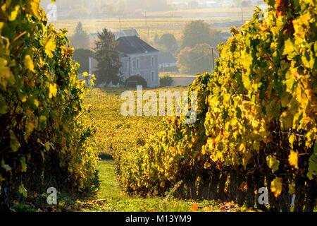 Frankreich, Loire Ingrandes-de-Touraine, Indre et Loire, Weinberg Stockfoto