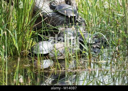 Frankreich, Indre, Saint Michel en Brenne, Brenne Regionalen Naturpark, Cherine Naturschutzgebiet, den Schutz der Europäischen Sumpfschildkröte (Emys orbicularis) Stockfoto