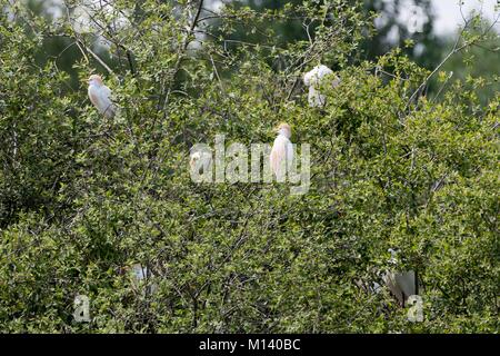 Frankreich, Indre, Saint Michel en Brenne, Brenne Regionalen Naturpark, Cherine Nature Reserve, Kuhreiher (Bubulcus ibis) gehockt Stockfoto