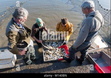 Frankreich, Indre, Saint Michel en Brenne, Brenne Regionalen Naturpark, Baggerarbeiten und Angeln an der Gorgeat Teich an einem Ort namens Village de Loup, Gerard Noury fisch Landwirt Stockfoto