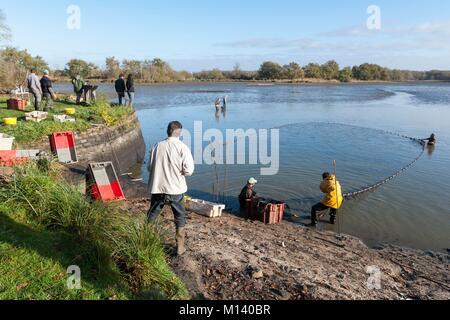 Frankreich, Indre, Saint Michel en Brenne, Brenne Regionalen Naturpark, Baggerarbeiten und Angeln an der Gorgeat Teich an einem Ort namens Village de Loup, Gerard Noury fisch Landwirt Stockfoto