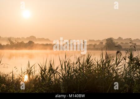 Frankreich, Indre, Saint Michel en Brenne, Brenne Regionaler Naturpark, Teiche im Nebel bei Sonnenaufgang Stockfoto