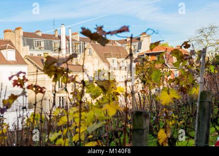 Frankreich, Paris, Montmartre Weinberge im Herbst Stockfoto