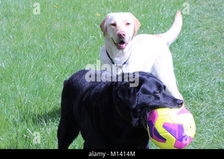 Buster und Sam Hund, gelb und schwarz Labs genießen, spielen in einem Feld im Sommer Sonne Stockfoto