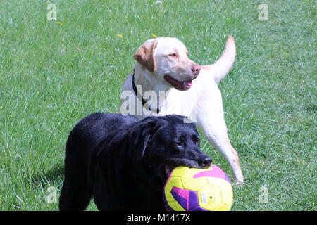 Buster und Sam Hund, gelb und schwarz Labs genießen, spielen in einem Feld im Sommer Sonne Stockfoto