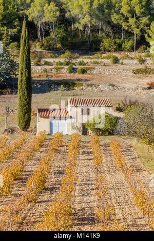 Frankreich, Bouches-du-Rhone, der Weinberg von Cassis im Herbst Stockfoto