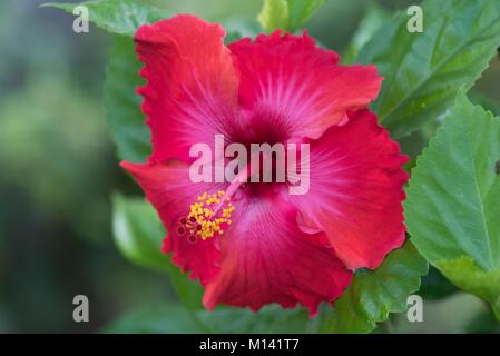 Frankreich, Französisch Polynesien, Marquesas Archipel, Hiva Oa Insel, Atuona, Hibiskus Blume (Hibiscus syriacus) Stockfoto
