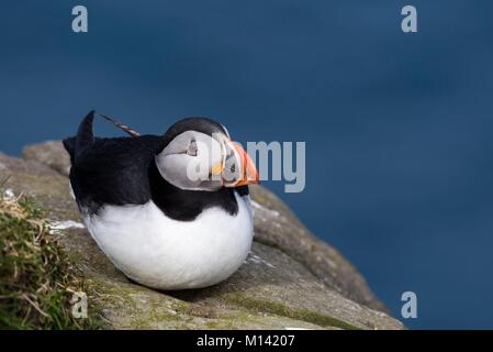 Dänemark, Färöer Inseln, Insel Mykines, Papageitaucher (Fratercula arctica) Stockfoto