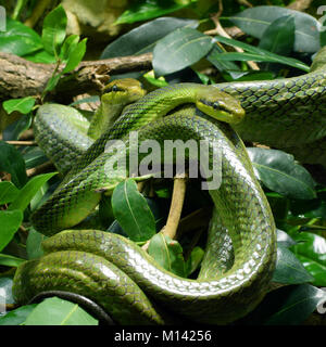 Zwei grüne Schlangen: Red-tailed ratsnake Grün (Gonyosoma oxycephalum, auch als arboreal ratsnake und rot-racer tailed bekannt). Stockfoto