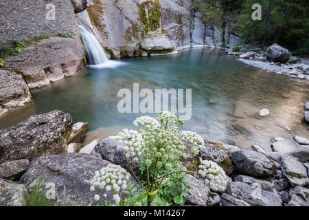 Frankreich, Alpes de Haute Provence, Nationalpark Mercantour, Haut Verdon, Colmar, torrent von der Lanze, wilde Engelwurz (Angelica sylvestris) in Blumen Stockfoto