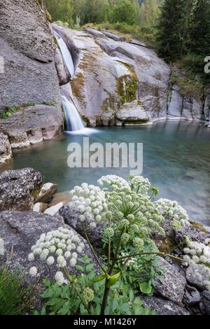 Frankreich, Alpes de Haute Provence, Nationalpark Mercantour, Haut Verdon, Colmar, torrent von der Lanze, wilde Engelwurz (Angelica sylvestris) in Blumen Stockfoto