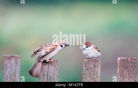 Kleine Spatzen - das Kind und die Erwachsenen Vogel sitzt auf einem alten hölzernen Zaun in den Garten im Frühjahr Stockfoto