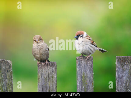 Zwei Vögel lustige kleine Spatz sitzt auf einem alten hölzernen Zaun in den Garten im Frühjahr Stockfoto