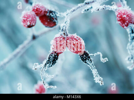 Leuchtend rosa Beeren von Wild Rose mit weißen frosty Kristalle von Frost im Winter Garten abgedeckt Stockfoto