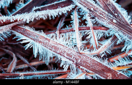 Lange, scharfe und glänzende Spitzen von Eis bedeckt, das Gras morgens in einer Wiese winter Stockfoto