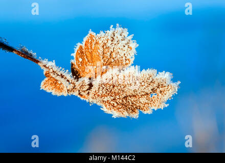 Die hellen Blätter des Baumes hängen Bedeckt mit funkelnden Kristallen von Frost im Winter Garten auf das Sonnenlicht Stockfoto