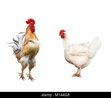 Porträt Geflügel Red Rooster und weißen Huhn auf dem isolierten Hintergrund Stockfoto