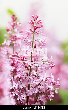 Schönen Zweig der Flieder mit rosa Blumen blühen im Frühling Garten Stockfoto