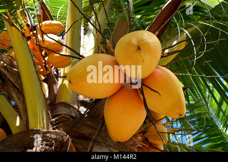 Gelb hängend Kokosnüsse auf Palme in Seychellen, La Digue Island Stockfoto