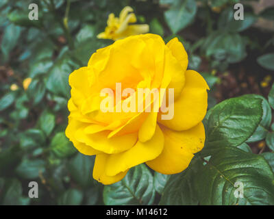 Detailansicht eines schönen zarte gelbe Rose Blume im Garten gegen weiche - fokussierte Hintergrund. Stockfoto