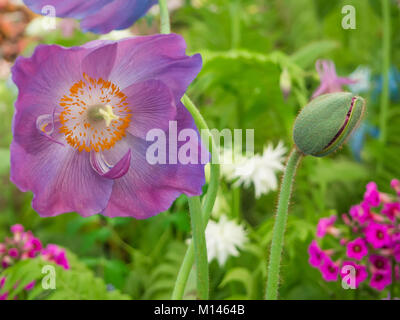 Detailansicht eines schönen Himalayan Blue Poppy Meconopsis Blume und einer Knospe im Garten gegen weiche - fokussierte buntscheckigen Hintergrund. Stockfoto