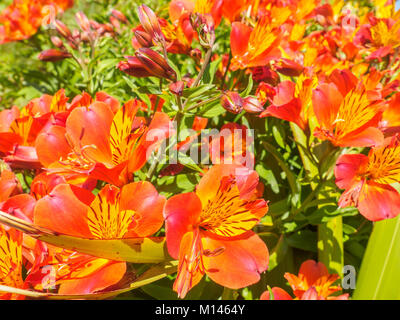 Detailansicht der schönen hellen orange und gelb Peruanischen Lilie oder inkalilie Blumen im Garten an einem sonnigen Tag. Stockfoto