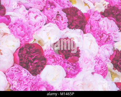 Weich und zart blumigen Hintergrund von weißen, rosa und deep purple Pfingstrose Blüten. Stockfoto