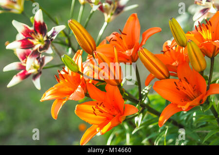 Orange Lilie Blumen im Garten gegen den verschwommenen Hintergrund an einem sonnigen Tag. Stockfoto