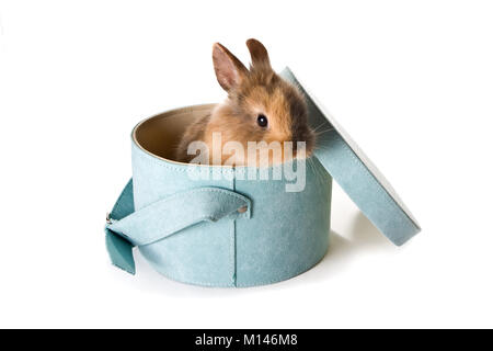 Kleine braune Osterhase in einem weichen blauen Kasten Stockfoto