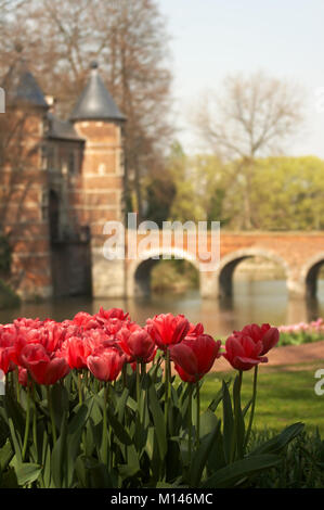Patch von roten Tulpen in den Schlossgärten von Groot Bijgaarden, Belgien Stockfoto
