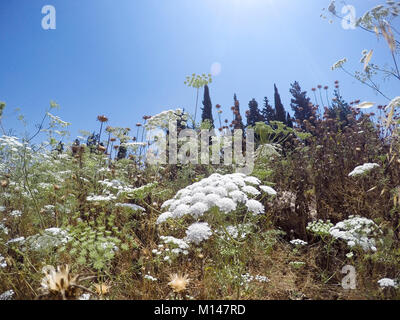 Ammi majus gemeinhin als Bishop's Weed, ist falsch Bischof Unkraut, bullwort, größere Ammi, Lady's Spitze, Spitze Queen Anne's oder laceflower, ist ein pflanzlichen Ursprungs Stockfoto