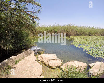 Spatterdock Blumen (Nuphar lutea). Diese Wasserpflanze ist auch wie die gelbe Wasserlilie, Kuh lily bekannt, und gelben Teich - Lily. In der Natur fotografiert. Stockfoto