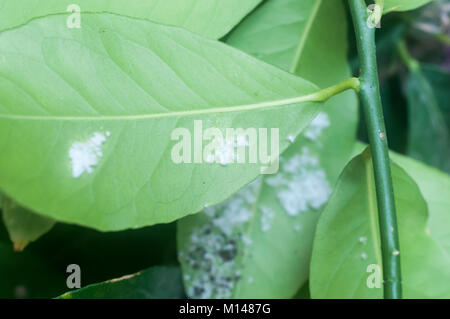 Wollläuse auf einem Blatt. Ansammlung von Wollläuse (Pseudococcidae) auf der Unterseite der Zitrone Baum Blatt. Fotografiert in Israel Stockfoto