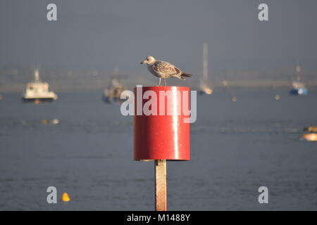 Möwe sitzend auf einen Pfosten an EASTNEY, Portsmouth, UK, mit LANGSTONE HAFEN IM HINTERGRUND. Anfang Januar MORGEN. Stockfoto