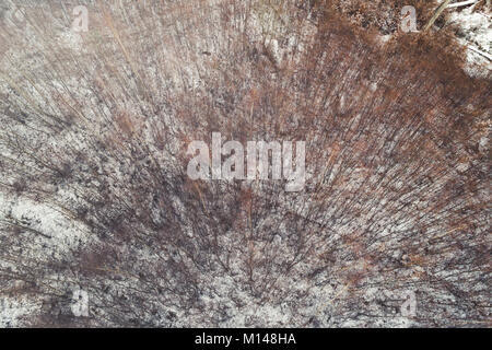 Drone Flug über Birkenwald im Januar mit wenig Schnee Stockfoto
