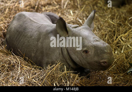 Ein drei Wochen altes namenlos schwarzes Nashorn-Kalb in seinem Gehege im Port Lympne Wild Animal Park in Kent. Stockfoto