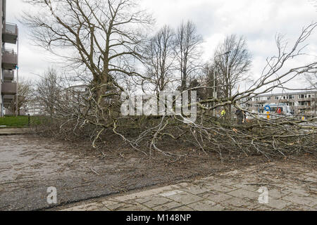 Nach dem schweren Sturm umgefallene Baum blockiert Straße, Sittard, Limburg, Niederlande. Stockfoto