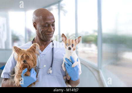 Tierarzt und süße Haustiere auf einem Luxus Pet Hospital Hintergrund Stockfoto