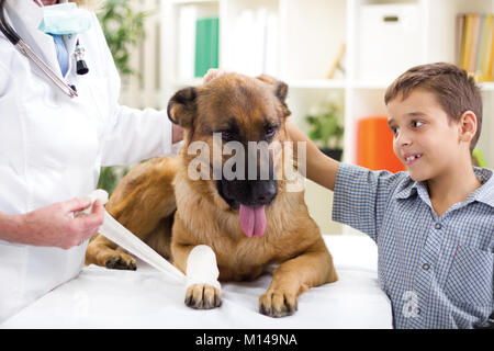 Schäferhund Verband erhalten nach Verletzungen auf seinem Bein, Junge ihn streicheln Stockfoto