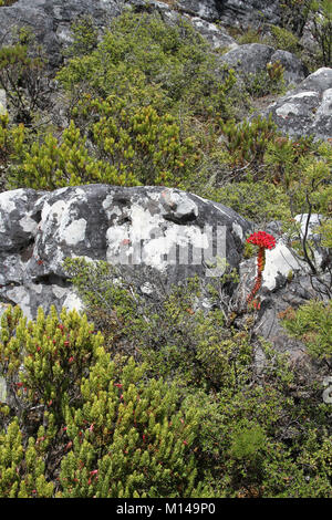 Erica plukenetii Heather, Rot Crassula, Fynbos und andere blühende Pflanzen um einen Felsen auf einem Tafelberg Wanderweg, Cape Town, Western Cape, Sou Stockfoto