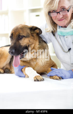 Hund, Verband nach Verletzungen auf seinem Bein von einem Tierarzt Stockfoto