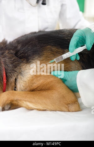 Fokus auf Einspritzung, Tierarzt ist der Impfstoff geben dem Hund Schäferhund Stockfoto