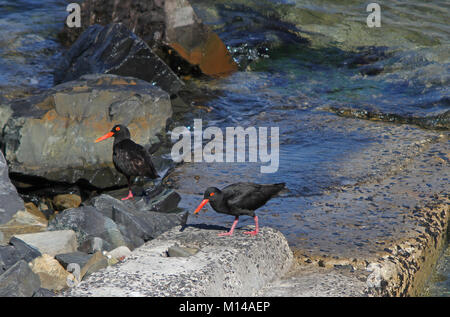 Afrikanische schwarze Austernfischer am Strand, (Haematopus Moquini), Cape Town, Western Cape, Südafrika. Stockfoto