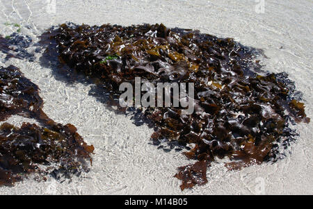 Braun Seetang auf schwarzen Muscheln im Wasser am Sandstrand (Choromytilus Meridionalis), Clifton Beach, Cape Town, Western Cape, Südafrika. Stockfoto