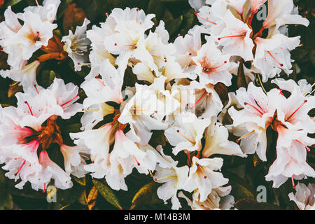 Rhododendron weiße Blumen schöner Frühling saisonal wachsenden in Berge Nähe zu sehen. Stockfoto